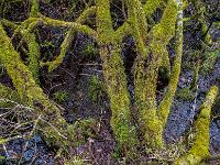 Aus dem Moortümpel ragen fächerförmig die bemoosten Äste